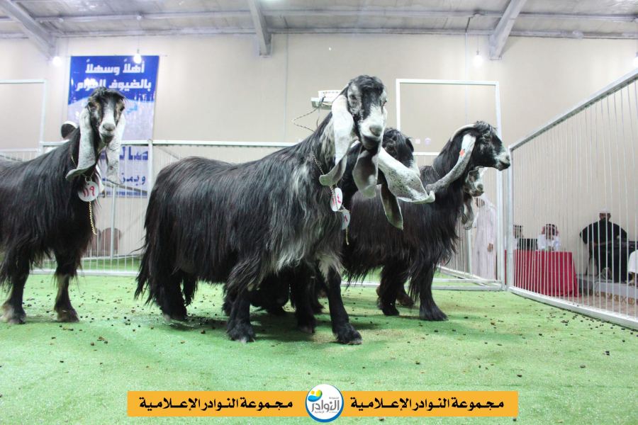 إفتتاح صالة طيبة بالمدينة المنورة الجمعة 1 / 2 / 1437 هـ